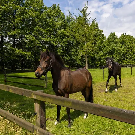 Luxe Hofstede Met Paardenstalling