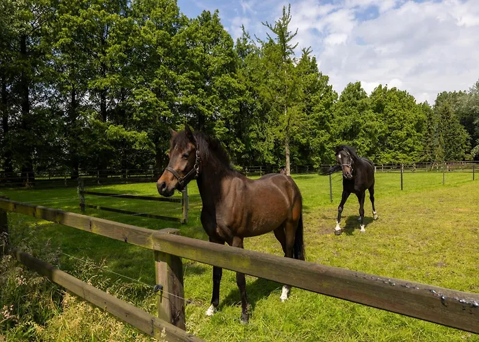Luxe Hofstede Met Paardenstalling